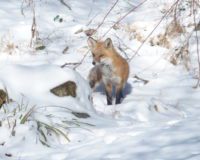 Footprints in the Snow